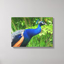 Search for peacock canvas prints Decorative
