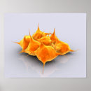 Search for conceptual posters Biology