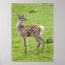 Search for bambi posters Fawn