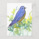 Search for bluebird postcards Nature