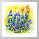 Search for hyacinths posters Floral
