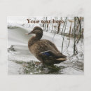 Search for grey on dark cards Bird