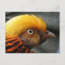 Search for bird hunt postcards Birds
