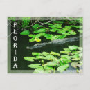 Search for florida everglades postcards Alligator