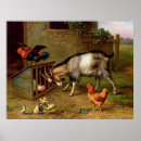Search for vintage chicken posters Animal