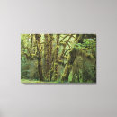 Search for rain forest canvas prints Tree