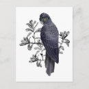 Search for native bird postcards Parrot