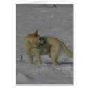 Search for white german shepherd postcards Bob and pam langrish