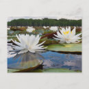 Search for fragrant postcards Flora