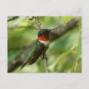 Search for ruby throated postcards Photography