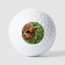 Search for pigs golf balls Cute