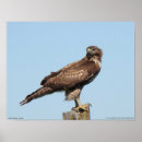 Search for red tailed hawk posters Nature
