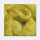 Search for burmese magnets Reptile