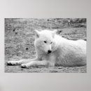 Search for arctic wolf posters Nature