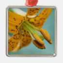 Search for selective focus christmas tree decorations Close