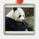 Search for panda bear christmas tree decorations Nature