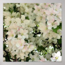 Search for crabapple posters Blossoms