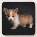 Search for tiny coasters Pembroke welsh corgi