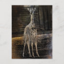 Search for reticulated postcards Giraffe