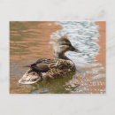 Search for female postcards Animal