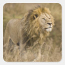 Search for lion predator stickers Africa