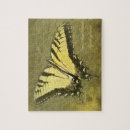 Search for glaucus Butterfly