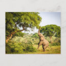 Search for african tree postcards Elephant