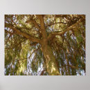 Search for willow tree posters Green