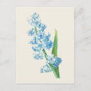 Search for blue hyacinth postcards Nature