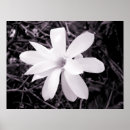 Search for multi region posters White
