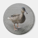 Search for quack magnets Animals