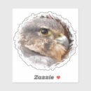 Search for bird of prey stickers Falcon