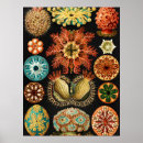Search for marine biology posters Ernst haeckel