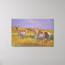 Search for pronghorn art Wildlife