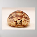 Search for tortoise shell posters Turtle