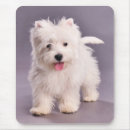 Search for westies mouse mats West highland terrier