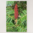 Search for sumac Tree