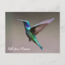Search for tiny birds postcards Trochilidae