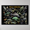 Search for zebra plecos Hypancistrus