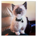 Search for kittis photography Cat