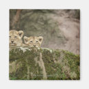 Search for affectionate magnets Togetherness