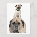 Search for funny men postcards Dog