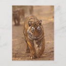 Search for bengal postcards National park