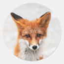 Search for red fox stickers Wild