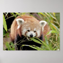 Search for red panda posters Animal