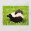 Search for skunk postcards Mephitis mephitis