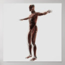 Search for muscular anatomy posters Male likeness