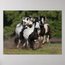 Search for gypsy vanner horses posters Running