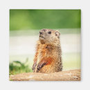 Search for groundhogs magnets Animal