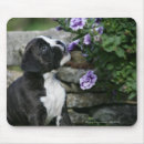 Search for panting mouse mats Standing
